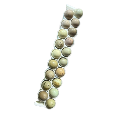 Standard & Button Quail Egg Rails for Cimuka®/Hatching Time® Incubators (CT-Series), additional product view 2