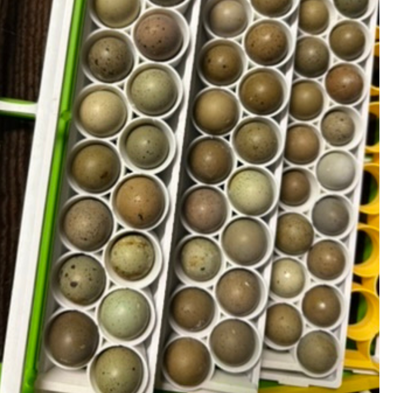 Load image into Gallery viewer, Standard &amp; Button Quail Egg Rails for Cimuka®/Hatching Time® Incubators (CT-Series)
