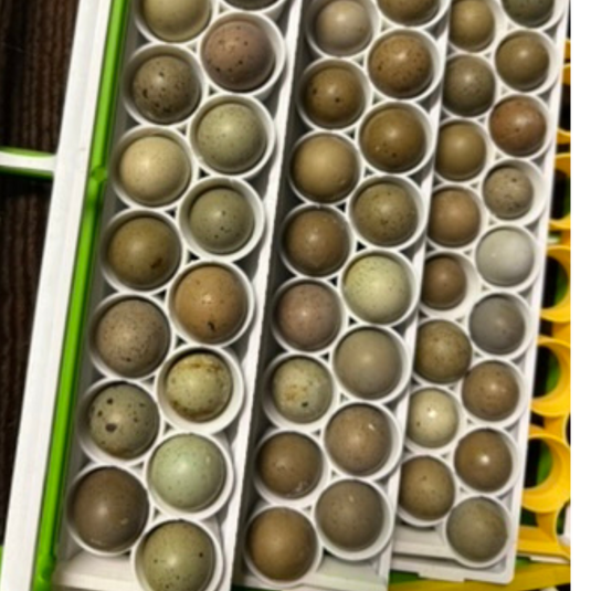 Standard & Button Quail Egg Rails for Cimuka®/Hatching Time® Incubators (CT-Series)