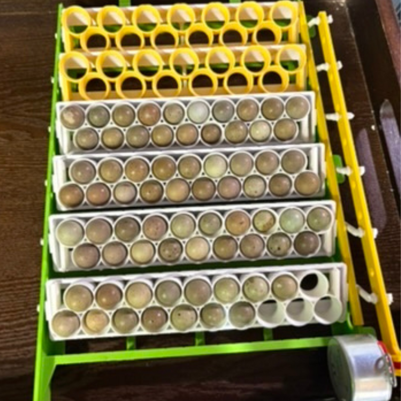Load image into Gallery viewer, Standard &amp; Button Quail Egg Rails for Cimuka®/Hatching Time® Incubators (CT-Series)
