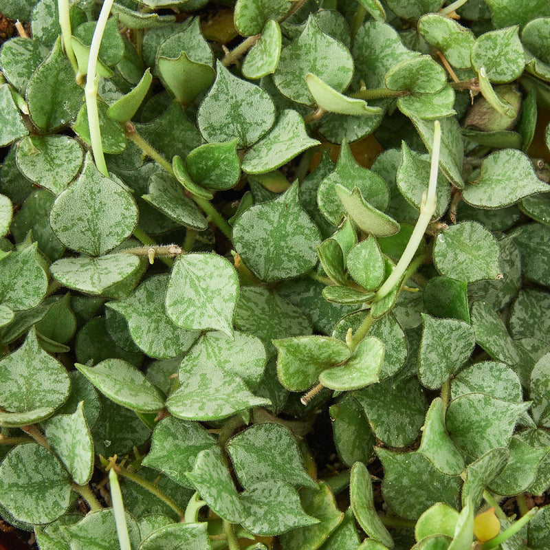 Load image into Gallery viewer, Hoya 'Curtisii'
