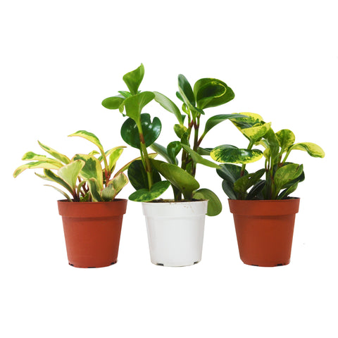 3 Peperomia variety pack, 4-inch pots