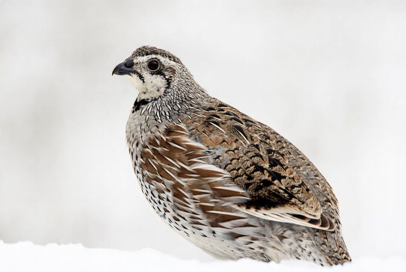 Load image into Gallery viewer, Northern Bobwhite Quail Hatching Eggs
