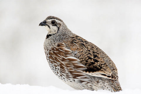 Northern Bobwhite quail hatching eggs