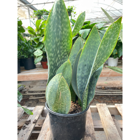 Snake Plant Mason Congo 10 Inch Pot