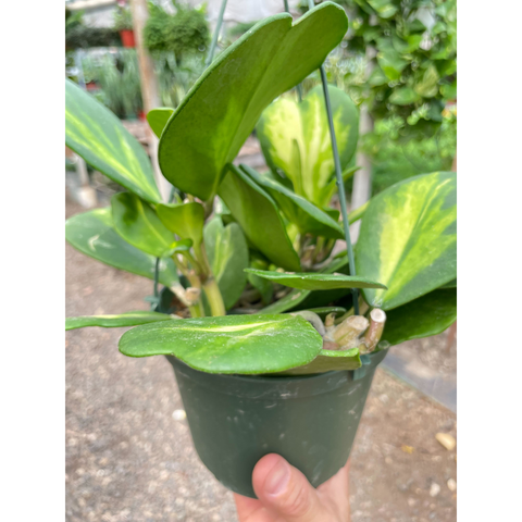 Hoya Heart Reverse Variegata