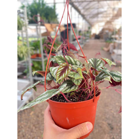 Begonia Rex vine, 6-inch pot