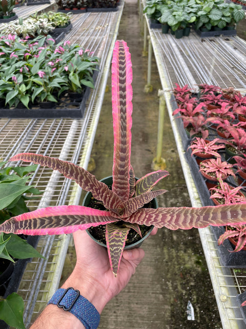 Cryptanthus 'Elaine', additional product view 2