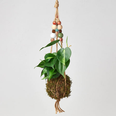 Bead Kokedama moss ball hanging plant