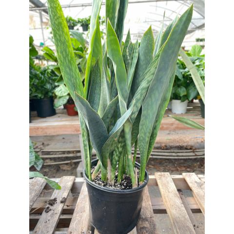 Snake Plant Silver Queen 10 Inch Pot