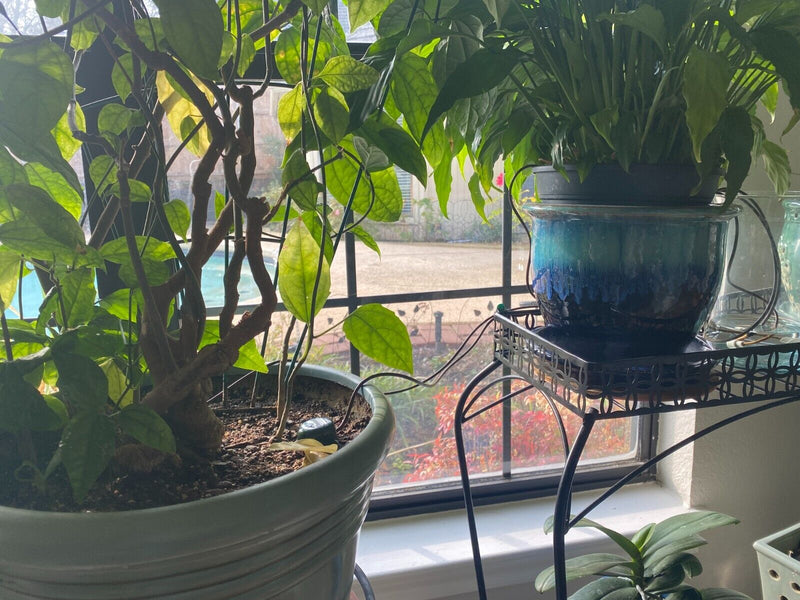 Load image into Gallery viewer, Blumat Classic Vacation Irrigation Watering Kit
