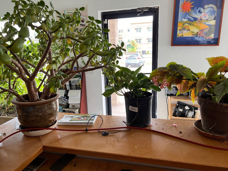 Load image into Gallery viewer, Blumat Classic Vacation Irrigation Watering Kit
