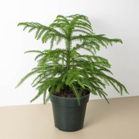 Norfolk Island Pine
