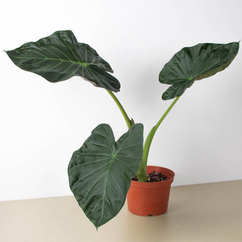 Alocasia Regal Shield