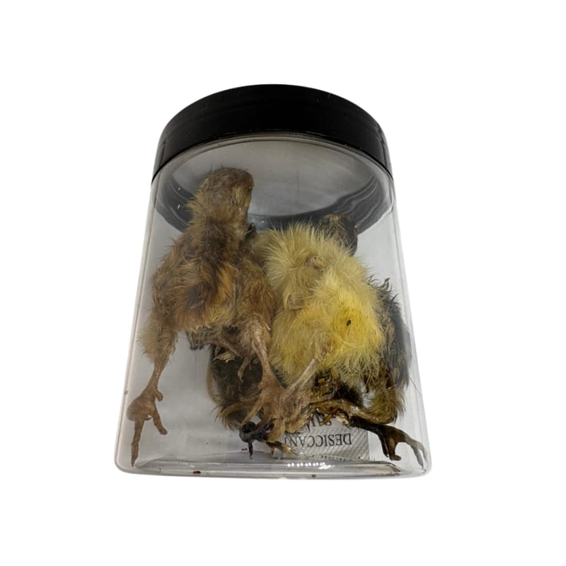 Load image into Gallery viewer, Whole Quail for Carnivore Pets - Premium Quality Natural Pet Treats Quail - Natural Prey Feeding Quail - Freeze-Dried for Essential Nutrients and Enzymes Small Size 5 Count

