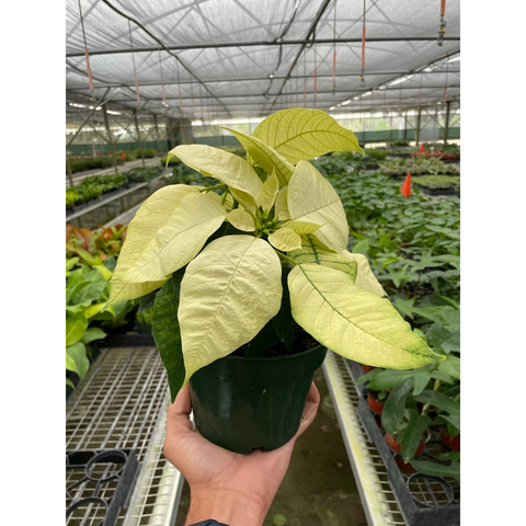 Poinsettia White