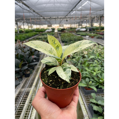 Ficus Shivereana, Moonshine