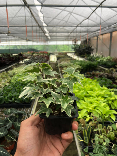 English Ivy 'Eva', additional product view 2