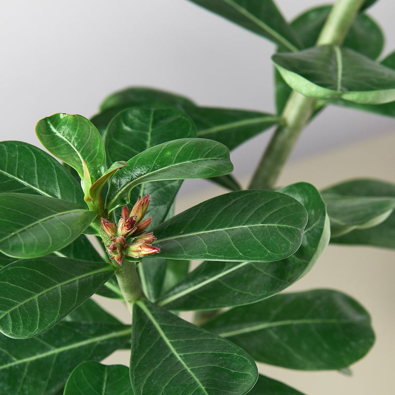 Load image into Gallery viewer, Succulent Adenium Obesum 'Desert Rose'
