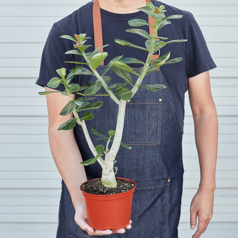 Load image into Gallery viewer, Succulent Adenium Obesum 'Desert Rose'
