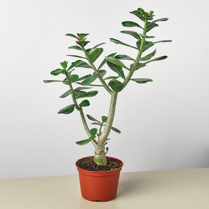 Load image into Gallery viewer, Succulent Adenium Obesum 'Desert Rose'
