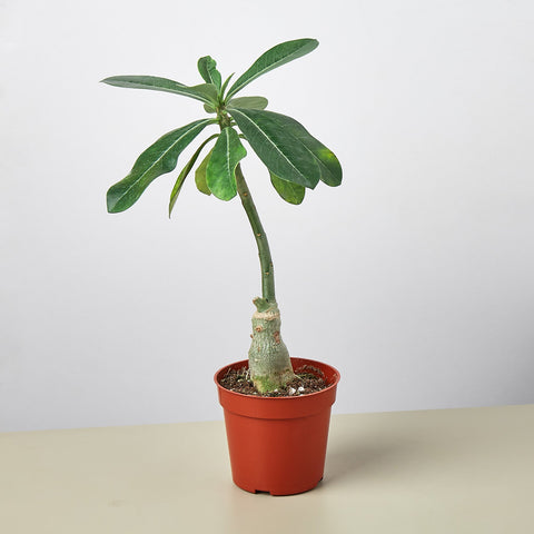 Succulent Adenium Obesum Desert Rose