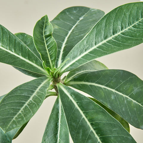Succulent Adenium Obesum 'Desert Rose', detail view