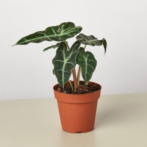 Alocasia Polly African Mask