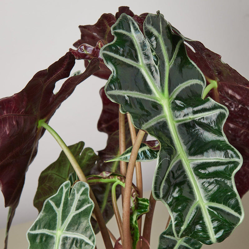 Load image into Gallery viewer, Alocasia Polly 'African Mask'
