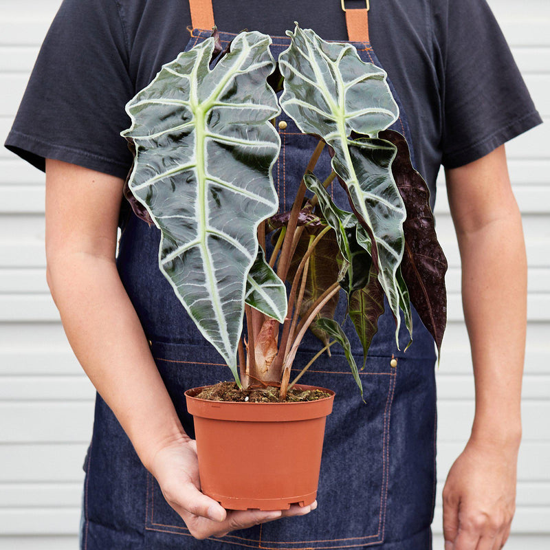 Load image into Gallery viewer, Alocasia Polly 'African Mask'
