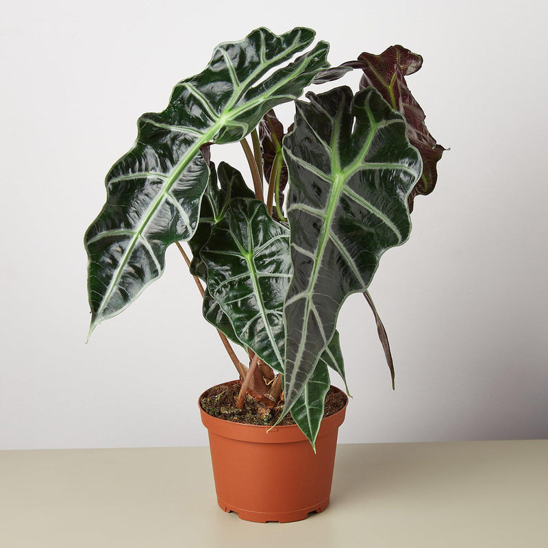 Load image into Gallery viewer, Alocasia Polly 'African Mask'
