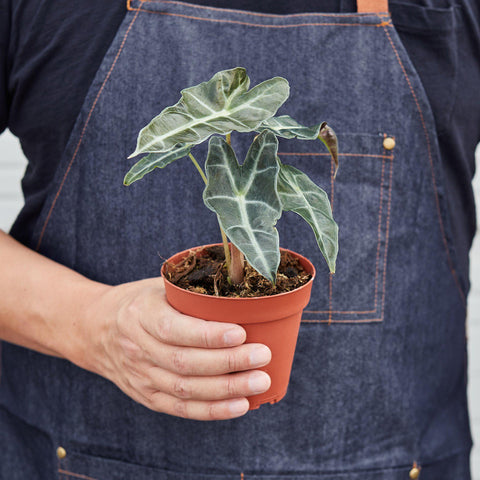Alocasia Polly 'African Mask', additional product view 2
