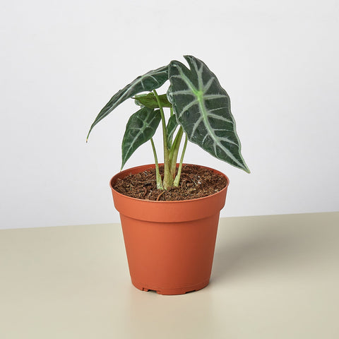 Alocasia Amazonica Bambino, 4-inch pot
