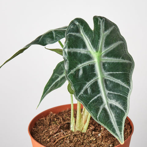Alocasia Amazonica 'Bambino' - 4