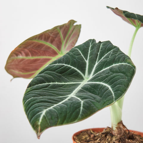 Alocasia Reginula 'Black Velvet', detail view