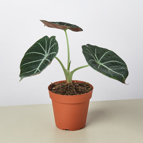 Alocasia Reginula Black Velvet
