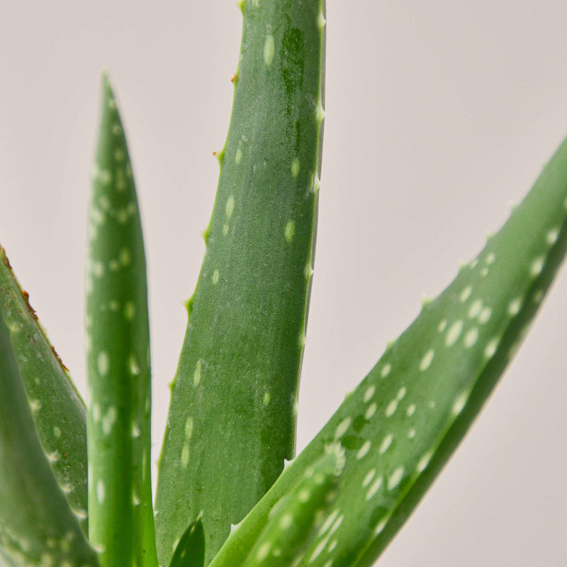 Load image into Gallery viewer, Aloe Vera

