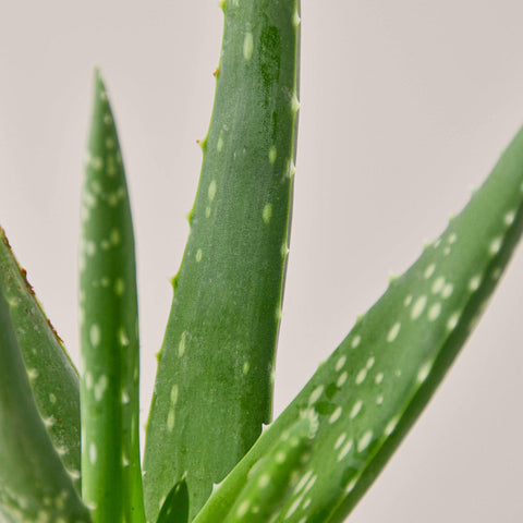 Aloe Vera, additional product view 2