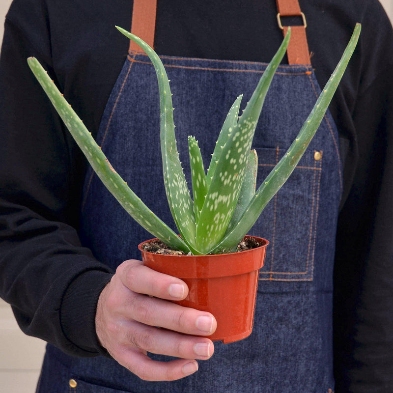 Load image into Gallery viewer, Aloe Vera
