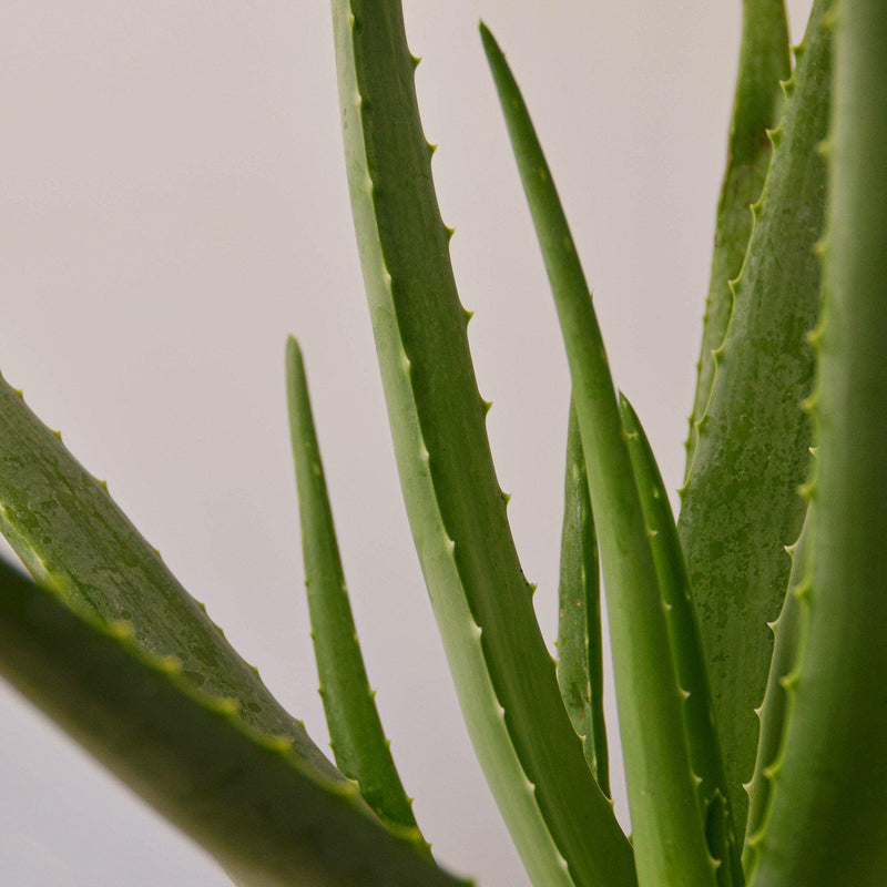 Load image into Gallery viewer, Aloe Vera
