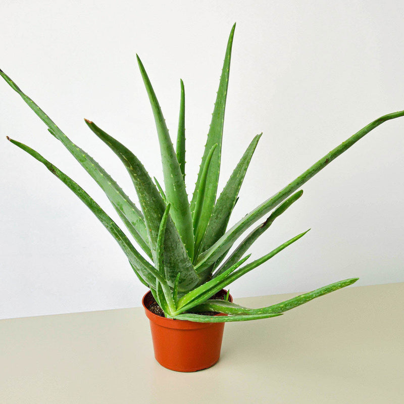 Load image into Gallery viewer, Aloe Vera
