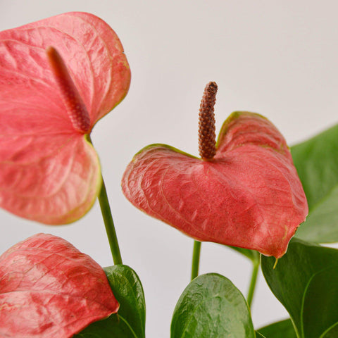 Anthurium 'Pink', additional product view 2