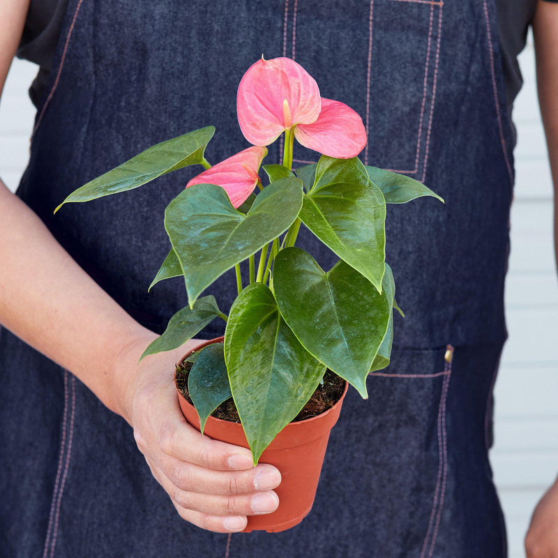 Load image into Gallery viewer, Anthurium 'Pink'
