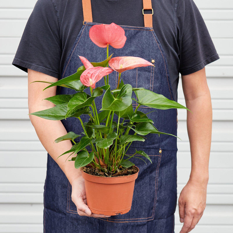 Load image into Gallery viewer, Anthurium 'Pink'
