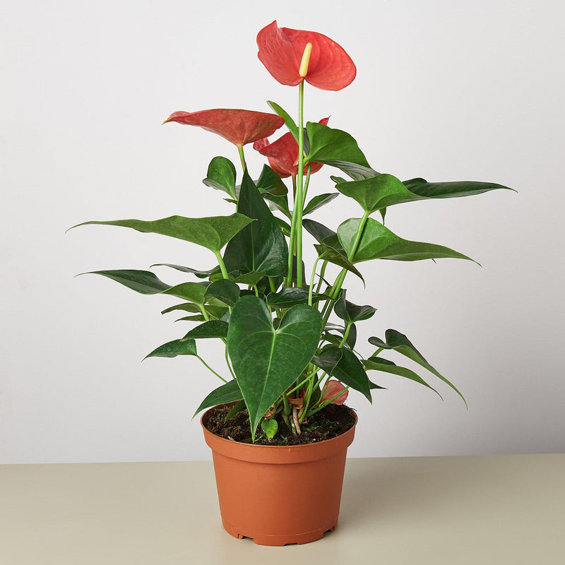 Load image into Gallery viewer, Anthurium 'Pink'
