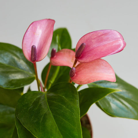 Anthurium 'Purple', additional product view 2