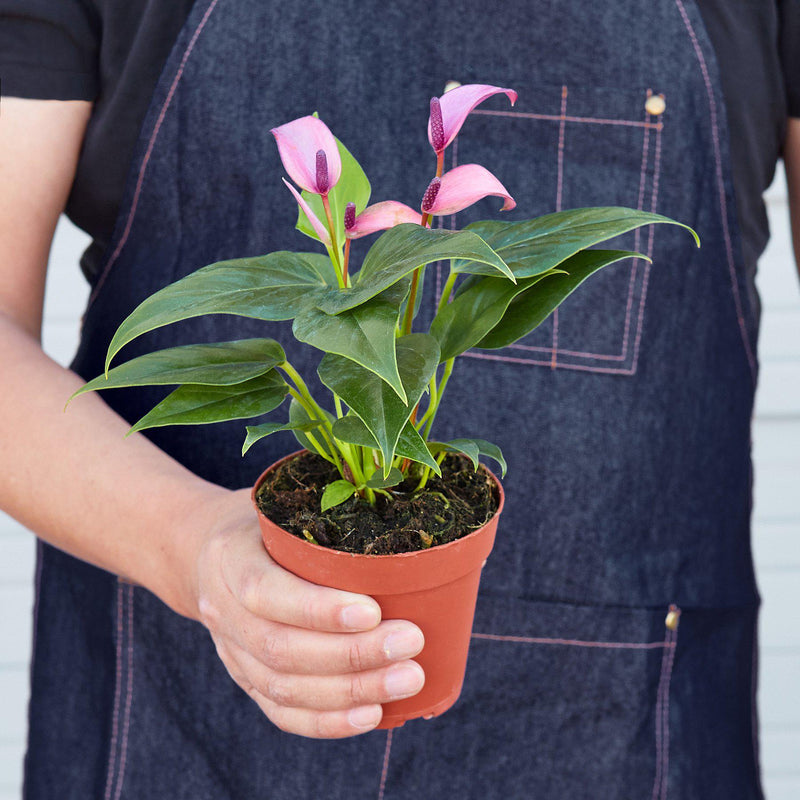 Load image into Gallery viewer, Anthurium 'Purple'
