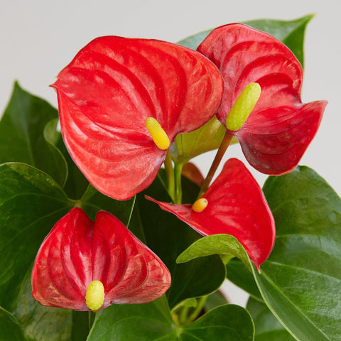 Anthurium 'Red', additional product view 2