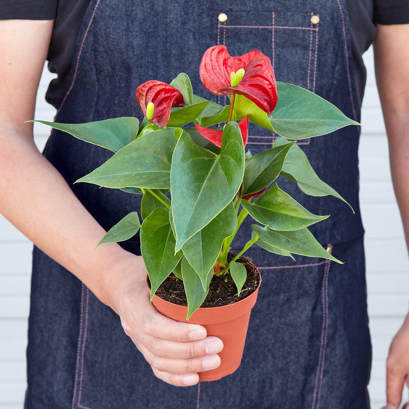 Load image into Gallery viewer, Anthurium 'Red'
