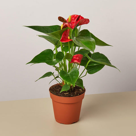 Anthurium Red